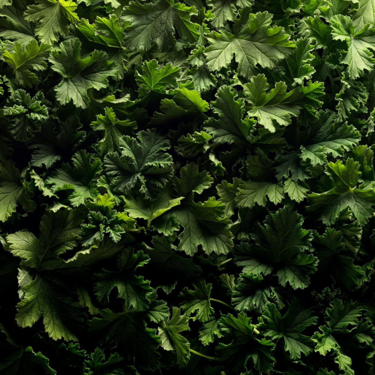 若水 La brume・MarieJeanne - Centifolia Rose 千葉玫瑰（限 Sheeper 店取）