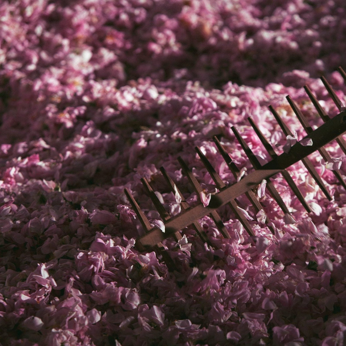 若水 La brume・MarieJeanne - Centifolia Rose 千葉玫瑰（限 Sheeper 店取）