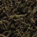 若水 La brume・MarieJeanne - Paulette 樟腦 x 薰衣草（限 Sheeper 店取）